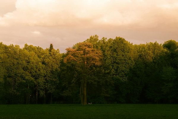 Les Pilules Minceur Décryptées : La Vérité Scientifique Révélée